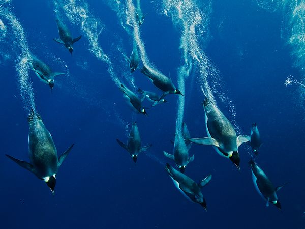 emperor-penguin-divers-nicklen_60592_600x450.jpg